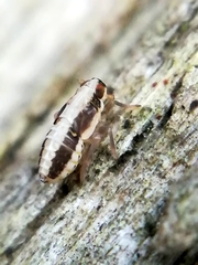 Muellerianella