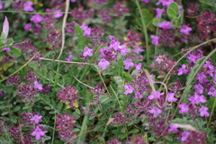 Thymus praecox polytrichus