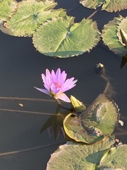 Nymphaea