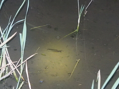 Trichopodus trichopterus