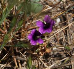Monopsis debilis depressa