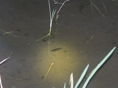 Trichopodus trichopterus
