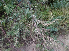 Artemisia vulgaris