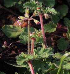 Pelargonium althaeoides