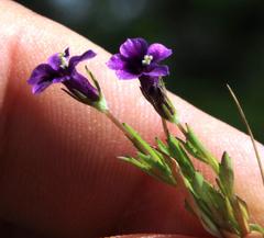 Monopsis debilis depressa