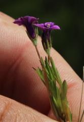 Monopsis debilis depressa