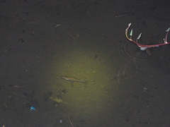 Rasbora