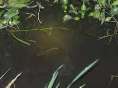 Channa striata