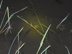 Trichopodus trichopterus