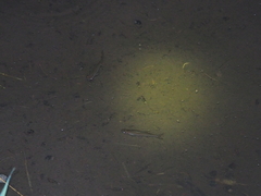 Rasbora