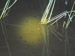 Rasbora