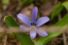 Tecophilaea violiflora