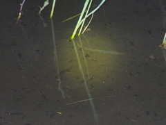 Rasbora