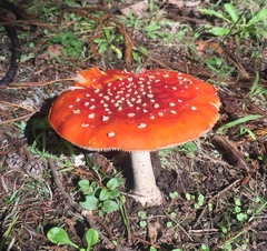 Amanita muscaria