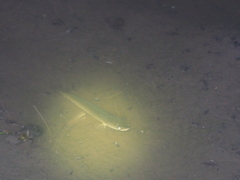 Channa striata