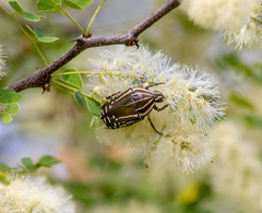 Rhabdotis bouchardi