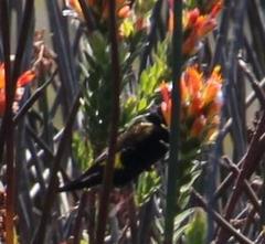Euplectes capensis capensis