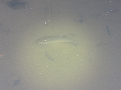 Trichopodus trichopterus