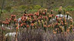 Euplectes capensis capensis