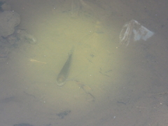 Trichopodus trichopterus