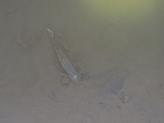 Rasbora