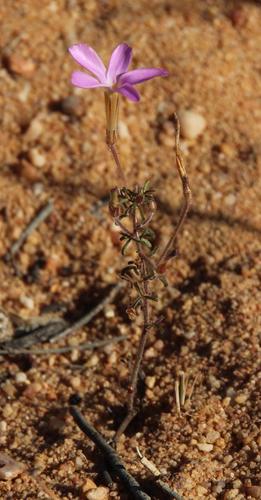 Oxalis giftbergensis (Oxalis giftbergensis)