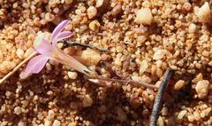 Oxalis giftbergensis