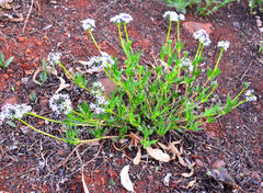 Pentanisia prunelloides prunelloides