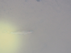 Rasbora