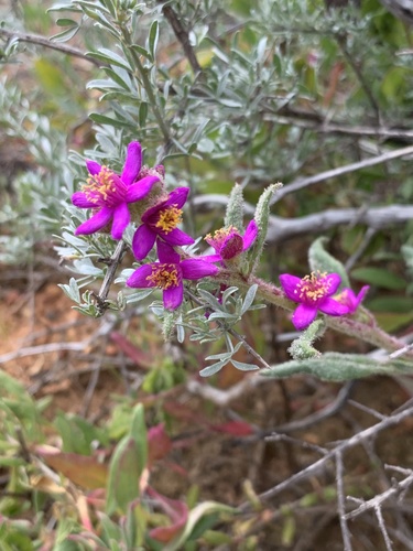 Rose Seacoral (Tetragonia rosea)