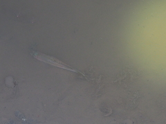 Rasbora