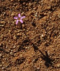 Oxalis giftbergensis