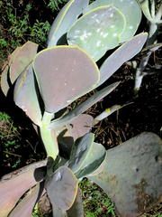 Cotyledon