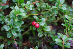 Vaccinium vitis-idaea