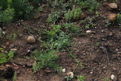 Lyperia