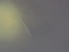Rasbora