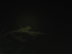 Hydrilla verticillata