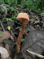 Laccaria squarrosa