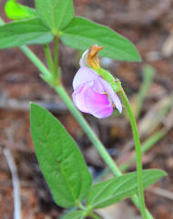 Sphenostylis angustifolia