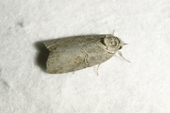 Nycteola asiatica