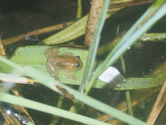 Occidozyga lima