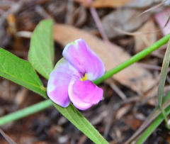 Sphenostylis angustifolia