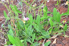 Sphenostylis angustifolia