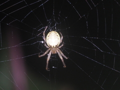 Neoscona inusta