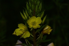 Oenothera rubricaulis