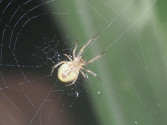 Neoscona inusta