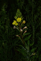 Oenothera rubricaulis