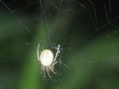 Neoscona inusta