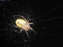 Neoscona inusta