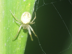 Neoscona inusta